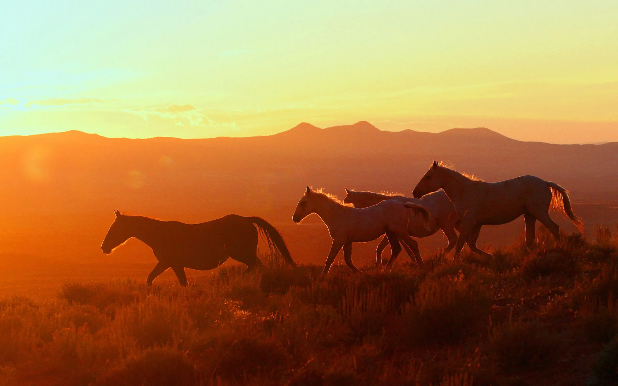 Wild horses silhouetted against a vibrant sunset in Moffat County